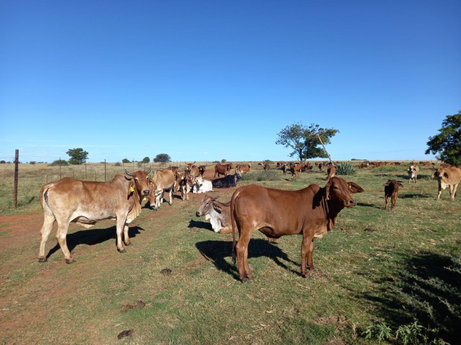 0 Bedroom Property for Sale in Wolmaransstad Rural North West